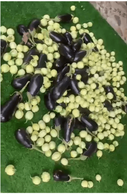 Panier de légumes Bio
