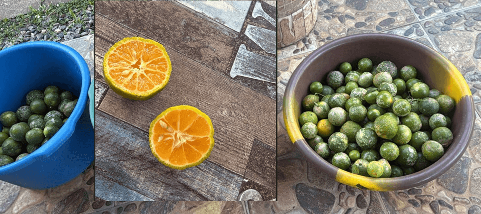 Fruits de saison